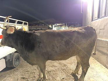 Коровы, быки: Продаю | Бык (самец) | На откорм | Привязанные — 8
