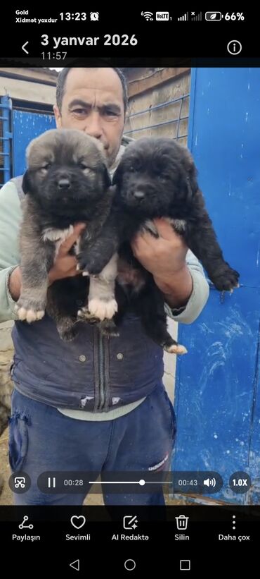 İtlər: Qafqaz çoban iti — 5