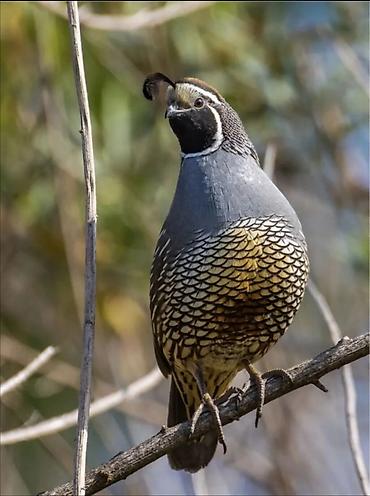 cücə və xoruz təmsil: Kaliforniya kəklik (California quail) – dekorativ və təsərrüfat — 1