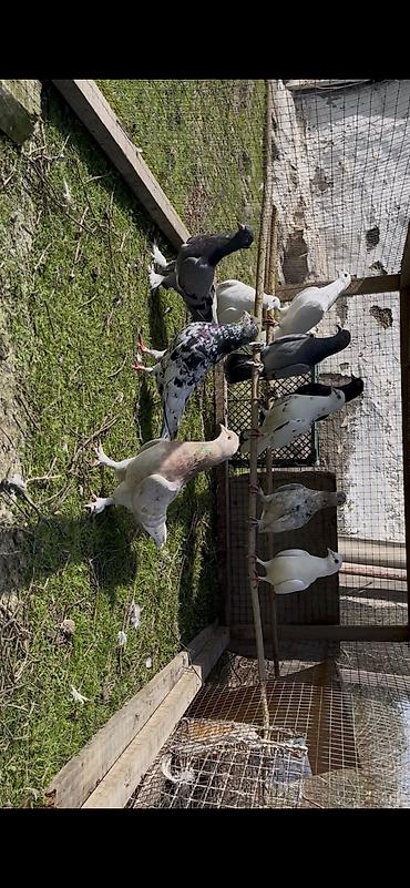 Göyərçinlər: Tek tek de satılır optavoyda — 8