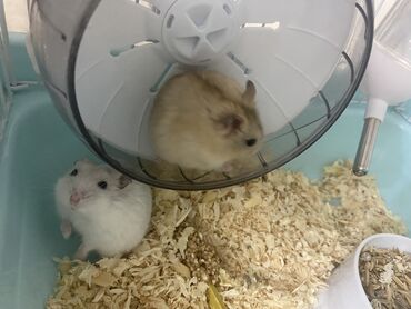 хомяк бесплатно: Продаем хомяков и все принадлежности: клетка, поилка, колесо для бега