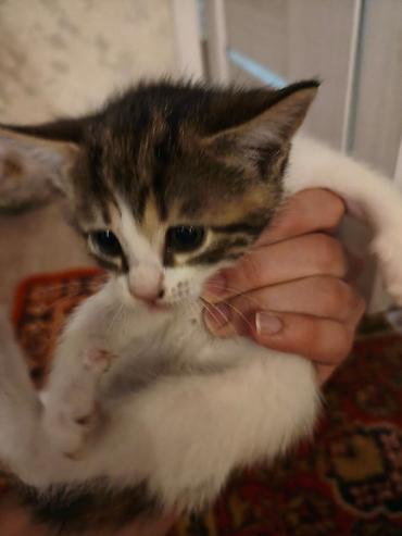 кошки продажа: Котята — домашние, ручные, игривые. На выбор несколько малышей: - — 6