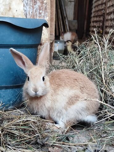 корм для кошек: Ev südlü-qızılı rəngdə dovşan balası, 3 ədəd - Cinsi: dekorativ/ev at lalafo.az корм для кошек: Ev südlü-qızılı rəngdə dovşan balası, 3 ədəd - Cinsi: dekorativ/ev