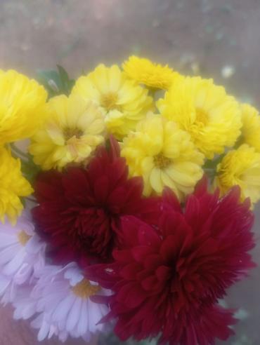 Другие садовые цветы и кустарники: Саженцы садовых роз и хризантем - Розы чайно-гибридные/флорибунда — 17