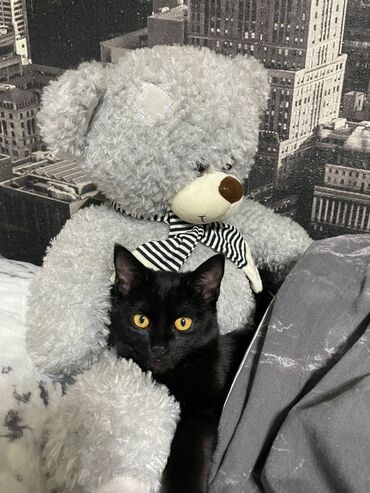 мышык талас: Кошка даром: Беспородная, 8 месяцев, Мальчик, С прививками