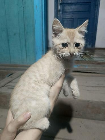 котят ош: Кошка даром: Беспородная, 2 месяца, Мальчик — 2