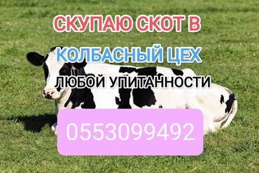 продажа кочкор: Сатып алам | Уйлар, букалар, Жылкылар, аттар | Күнү-түнү, Бардык шартта, Союлган