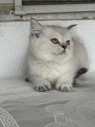 Pişiklər: Britan — 4