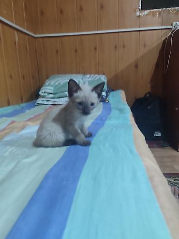 сиямский кошка: Сиамская, 2 месяца, Мальчик, Приучена к лотку — 1