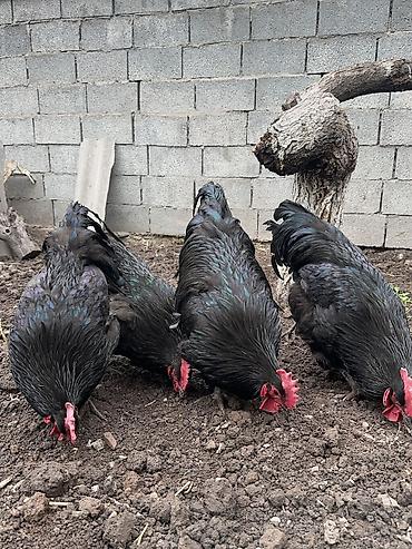Куры, петухи: Продаю | Петух | Для разведения — 5