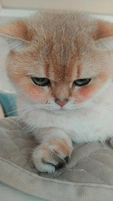 русская голубая кошка цена: Шотладская вислоухая