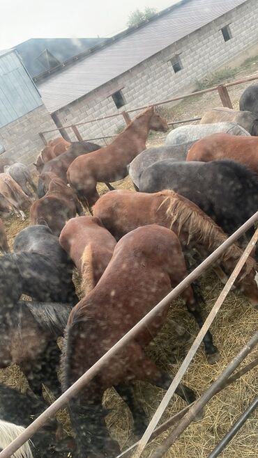 продаю музоо торпок корова самка бык самец айрширская ангус алатауская на забой для разведения на откорм племенные нетель привязанные: Сатам | Бээ (ургаачы), Жылкы (эркек), Байтал | Көбөйтүү үчүн | Асыл тукумдуу