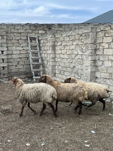 Qoyunlar, qoçlar: Salam tecli satlır sağlam heyvanlardıı qiymət razlşmaq olarr — 1