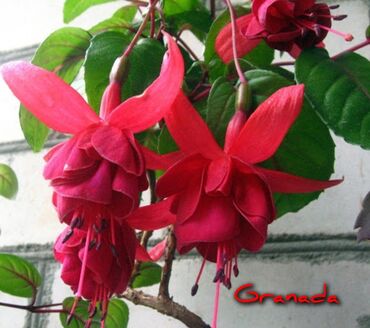 Другие комнатные растения: Продаю Детки!!! (укорененные черенки)сортовых,комнатных фуксий!Цена — 11