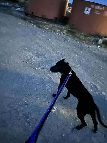 pitbul itlər: Pitbul, 2 il, Erkək, Cütləşmə üçün — 5