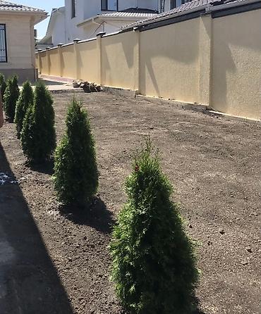 Газон: Сеем газон ( АвтоПолив Газона) под 🔑 Система АвтоПолива💧 Планировка — 15