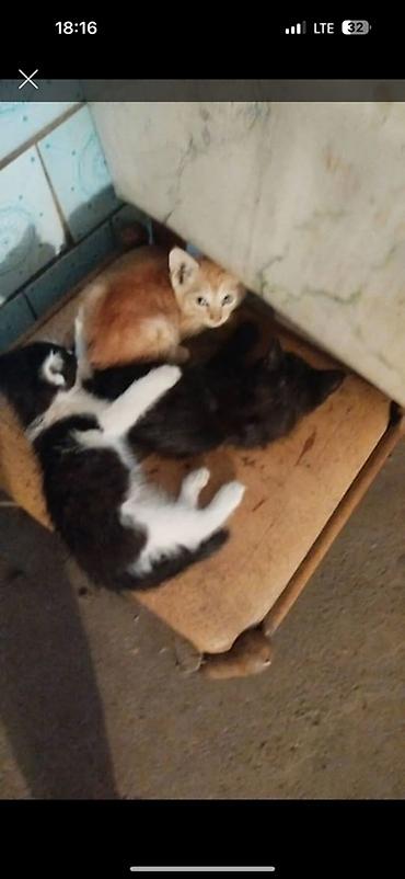 животные кошка: Котята, помёт из трёх малышей: - Рыжий с белыми отметинами - — 1