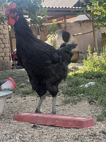 Куры, петухи: Продаю | Куры, Петух, Цыплята | Для разведения — 15