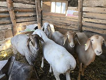 шотландская белая кошка: Продаю | Овца (самка) | Полукровка | Для разведения | Ярка — 4