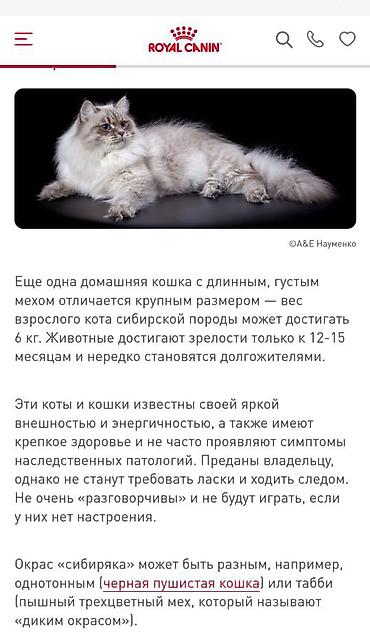 сибирские кошки: Котёнок сибирского типа, длинношёрстный. Описание: - Окрас — 1