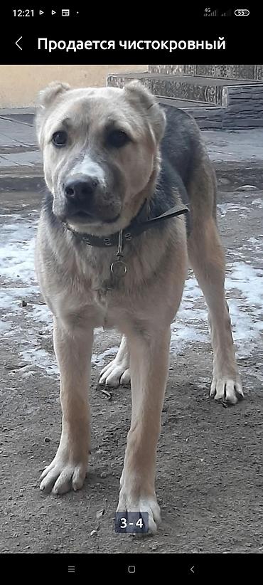 Продажа собак: Алабай, 3 месяца, Самец, С прививкой — 15