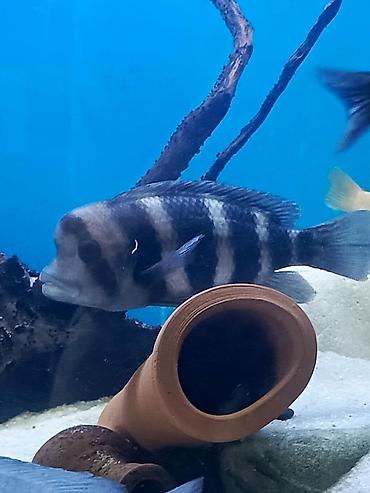 akvarium gəncə: Salam Frantoza balığı 15-16 sm ünvan bileceri — 1