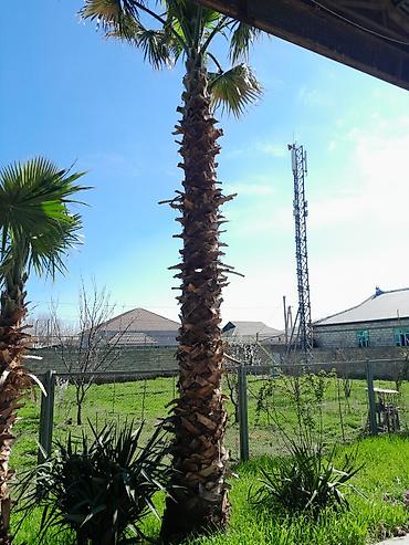 tikanlı bitkilər: Dekorativ palma ağacları – açıq sahə üçün - Növ: Fan palm (yelpik — 2