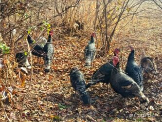 сколько стоит собака доберман: Продаётся ундук
цена 4000 сом эркек
урчы 3000