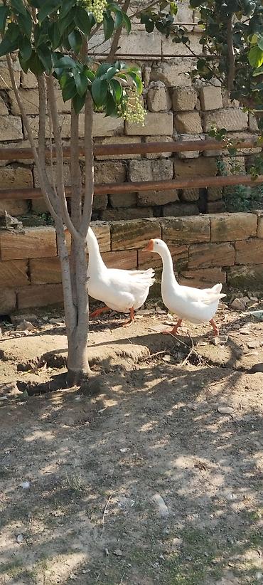 derzi quşu: Xalmaqorla qarişıqdır 6 aylıq tam sağlam 2 ədəddir 2də erkəkdir qiymət — 3
