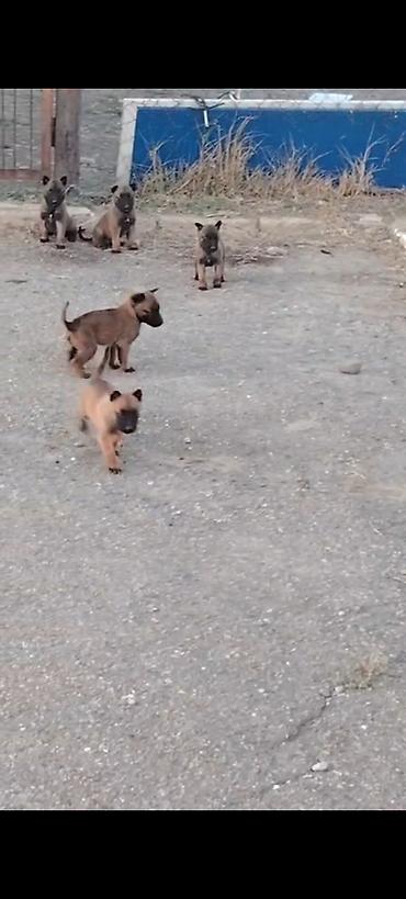 sibir xaskisi iti: Belçika çoban iti, 1 ay, Erkək, Peyvəndli, Ünvandan götürmə, Pulsuz çatdırılma, Ödənişli çatdırılma — 4