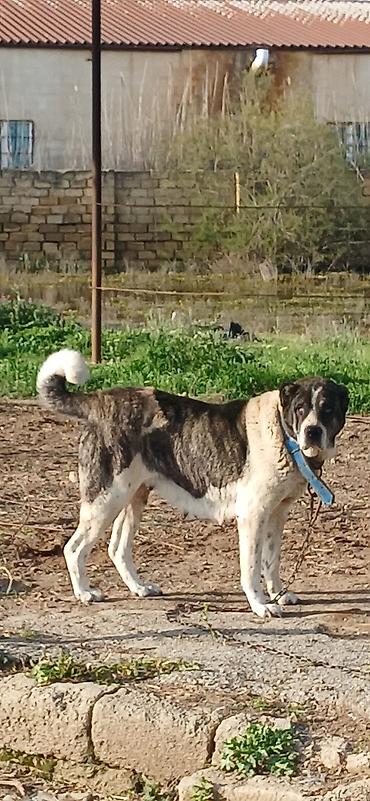 İtlər: Qurdbasar, 4 il, Dişi — 5