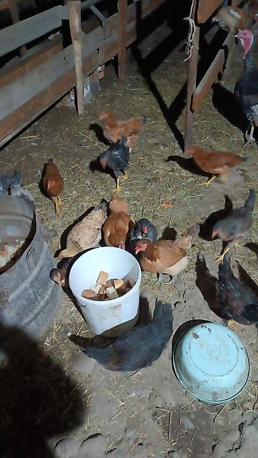 Продам с/х животных: Продаю | Куры | Домашняя | Несушки — 1