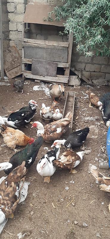 qusxana: Satılır: qarışıq quş təsərrüfatı sürüsü Məhsulun tərkibi: - Muskoviy — 2