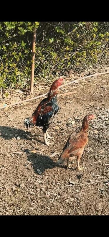 Xoruzlar: Məhsul: Uzunboyun, möhkəm ayaqlı, sərt bədən quruluşlu döyüş tipli — 8