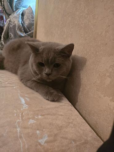 Pişiklər: Britan, Erkək, Cütləşmə üçün -da lalafo.az — 2 Pişiklər: Britan, Erkək, Cütləşmə üçün — 2