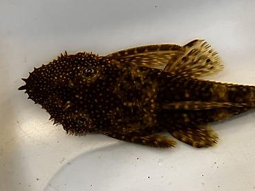 Akvarium aksesuar və ləvazimatları: Akvarium balığı – Hypostomus plecostomus (bristlenose/“sucker” tipli — 4