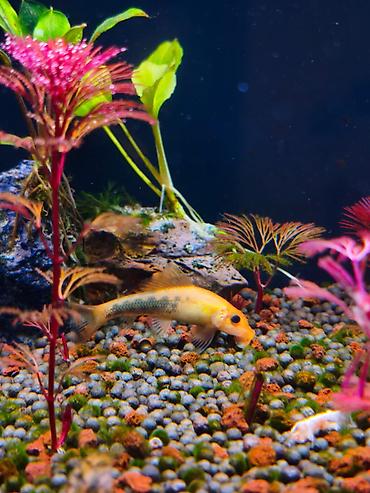 su çəkən mator: Gold Chinese Algae Eater. Qızılı Çin yosun yeyəni satıram. Barter — 4