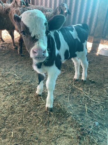 Коровы, быки: Продаю | Музоо, торпок | Полукровка | На откорм — 3