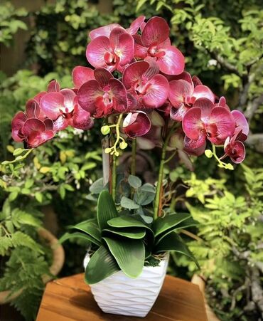 dekorativ otaq bitkiləri: Yeni il Endirimləri Orkide 1 pack 4.90 azn 💰 Rayonlara pulsuz
