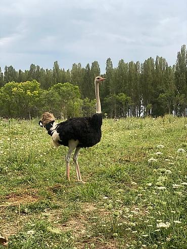 Другие с/х животные: Продаю четырех летних и молодняк страусов, цена договорная — 5
