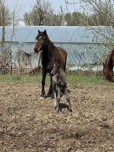 Лошади, кони: Продаю | Кобыла (самка) | Для разведения — 4