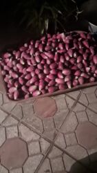 Bitkilər: Kakrus meyvesi şekkerin dermanıdır