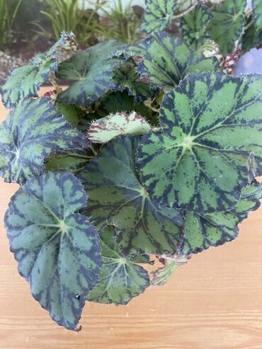 Otaq bitkiləri: Bu begoniya bitkisi yaşıl və tünd yaşıl ləkələrlə bəzədilmiş geniş — 3