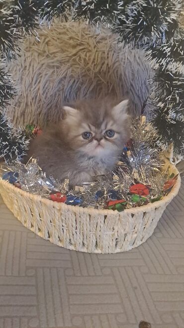 Pişiklər: Şotland, Erkək, Dişi, Cütləşmə üçün, Ünvandan götürmə, Pulsuz çatdırılma, Ödənişli çatdırılma — 2