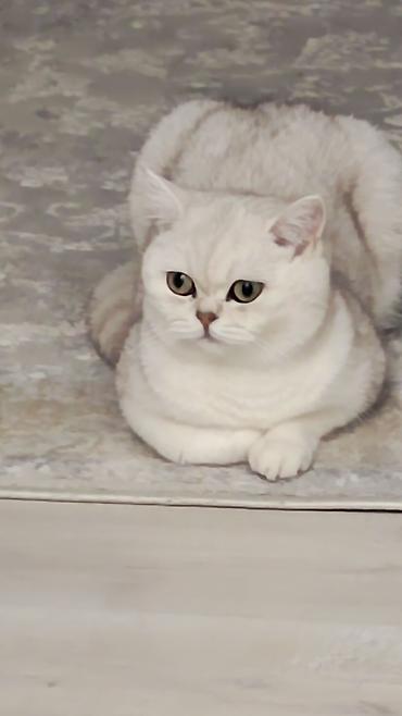 цыплята простые: Котята от красивых родителей. Британские короткошерстные. Готовы к — 5