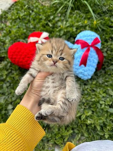 Pişiklər: Şotland, Erkək, Dişi — 11