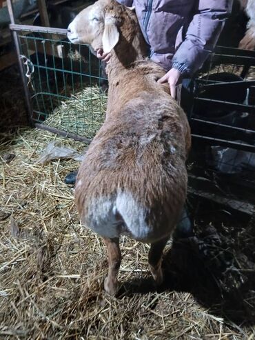 Бараны, овцы: Продаю | Овца (самка) | Для разведения | Матка — 17