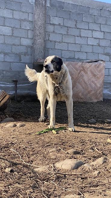 Вязка собак: Порода: среднеазиатская овчарка (алабай), . Окрас: белый с черными — 8