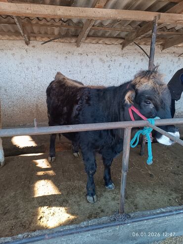 Коровы, быки: Продаю | Корова (самка) | Полукровка | Для разведения | Стельные — 10