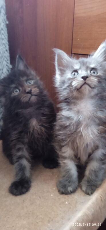 Продажа кошек: Мейн-Куны.🥰Выставляются на продажу чистокровные малыши Мейн-Кун .В